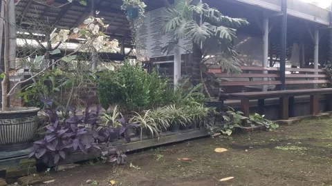 Diversity in Home Garden Video stock 329373544
