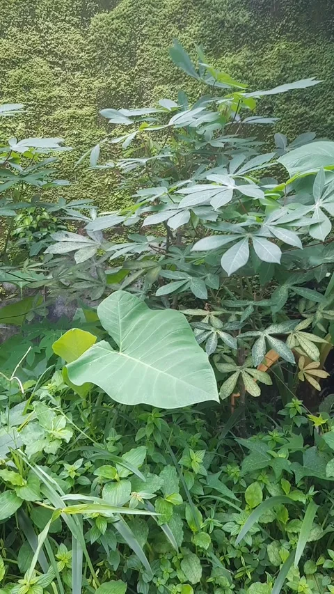 Diversity of Leaves on Wall Stock Footage 327829209