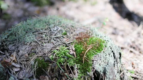 A diversity of mosses in a pine forest. Stock Footage 315760496