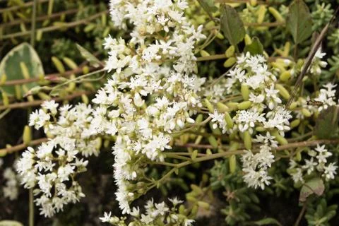 Diversity Stock Photos