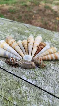 Diversity of sea shells 写真素材