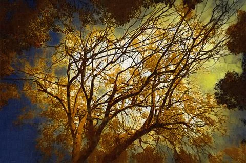 Diversity of vegetation (view from below) Stockfoto's