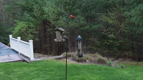 Diversity of Wild Birds disputing food on a feeder in East Hampton Stock Footage 107153653