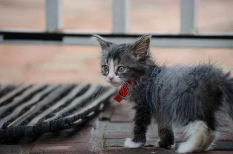 Diverted attention Stock Photos