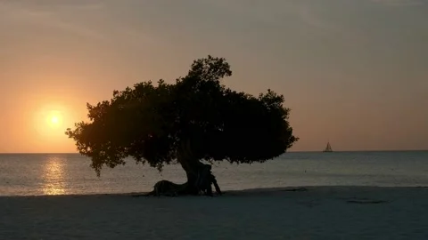 Divi Dive Trees on the shoreline of Eagle Beach in Aruba Stock Footage 154751987