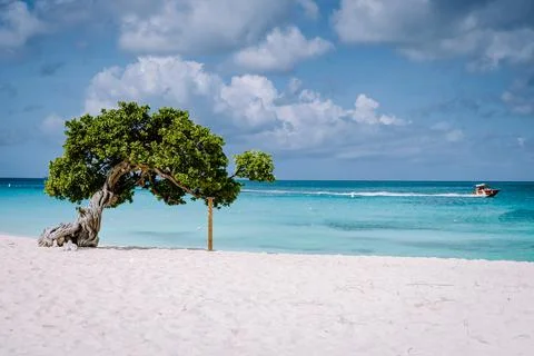 Divi Dive Trees on the shoreline of Eagle Beach in Aruba Stock Photos