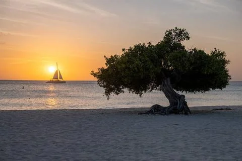 Divi Dive Trees on the shoreline of Eagle Beach in Aruba Sunset at Eagle B... Stock Photos