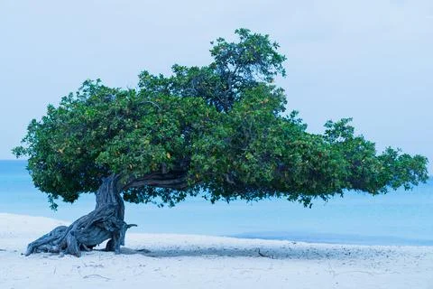 The Divi Divi tree casts a long shadow over the white sands of the beach. Foto stock