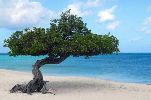 Divi divi tree on eagle beach in aruba Stock Photos