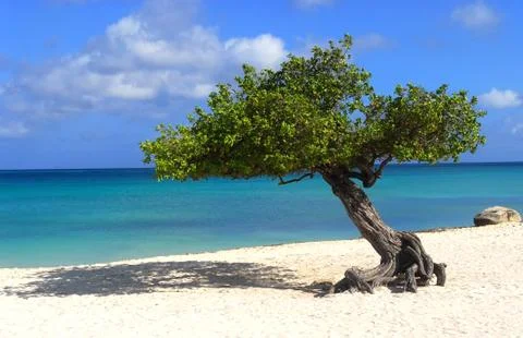 Divi divi tree on eagle beach in aruba Stock Photos