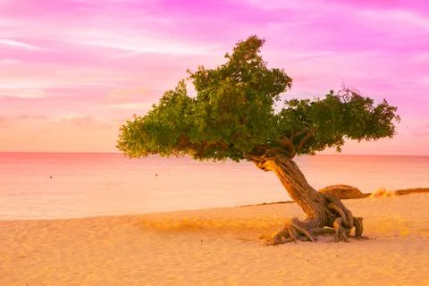 Divi Divi Tree Stock Photos