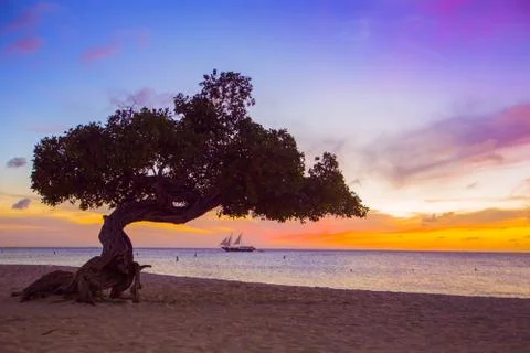 Divi Divi Tree Stock Photos