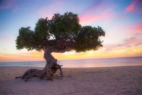 Divi Divi Tree Stock Photos