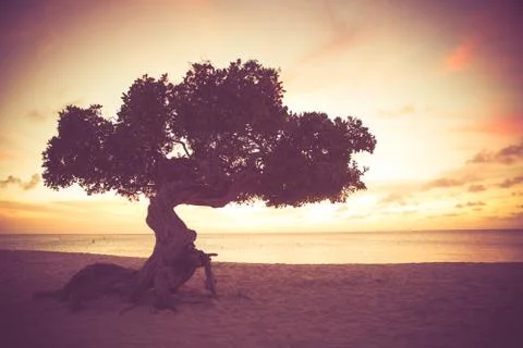 Divi Divi Tree Stock Photos