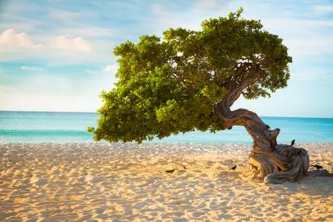 Divi Divi Tree Stock Photos