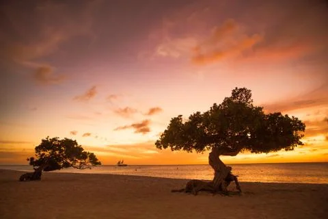 Divi Divi Tree Stock Photos