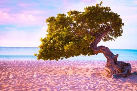 Divi Divi Tree Stock Photos