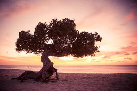 Divi Divi Tree Stock Photos