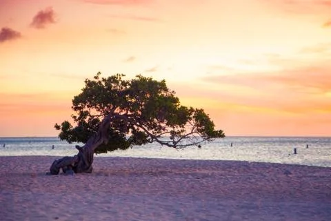 Divi Divi Tree Stock Photos