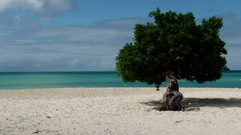 The divi-divi tree on the sunny Eagle Beach in Aruba Stock Footage 76068104