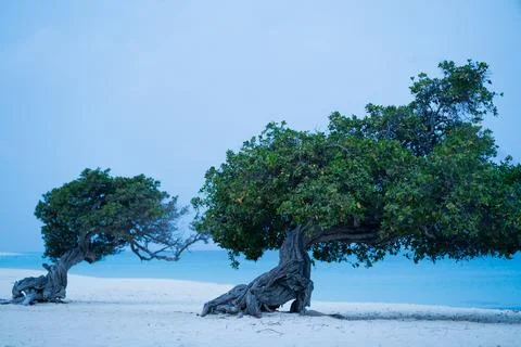 Divi Divi tree, whose twisted branches reach towards the sea. Foto stock