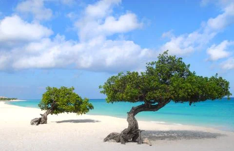 Divi divi trees on eagle beach in aruba Stock Photos