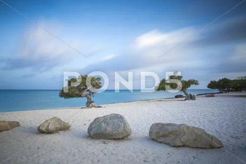 Divi Divi Trees on Eagle Beach, Aruba, Lesser Antilles, Netherlands Antilles, Stock Photos