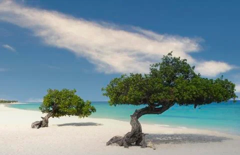 Divi Divi Trees on the shoreline of Eagle Beach in Aruba Stock Photos
