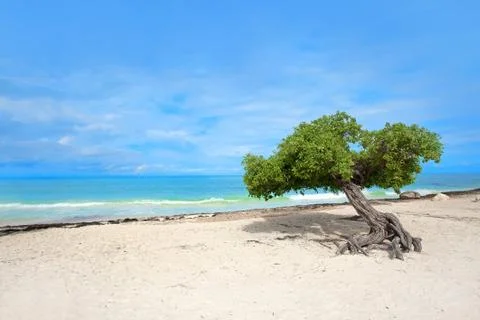 Divi tree Stock Photos