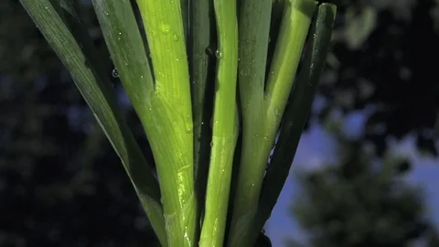 Divide spring onions with sword. Ultra slow motion hispeed  5000fps. Stock Footage 92913156