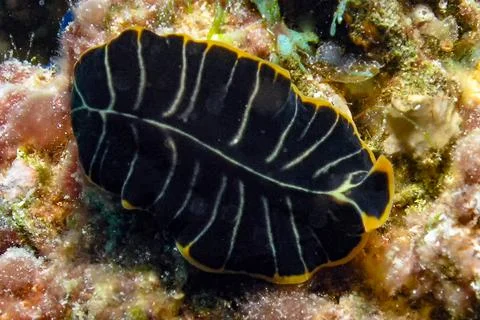 A Divided Flatworm (Pseudoceros dimidiatus) in the Red Sea Foto stock