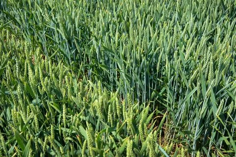 Divided plots of cereals Stockfoto's