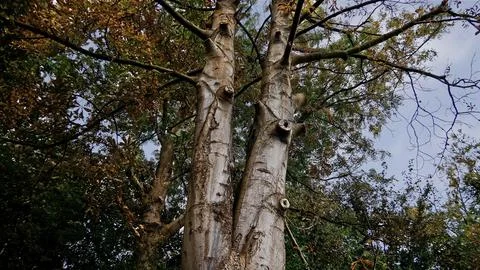 Divided tree trunk with branch stumps Foto stock