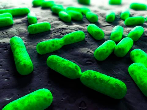 Dividing bacteria, artwork Stock Illustration