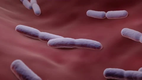 Dividing Bacteria Stock Footage 220660649