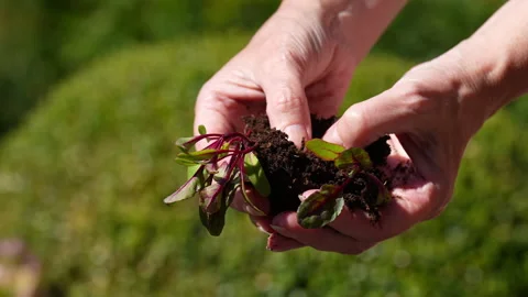 Dividing beetroot seedlings, close up, slow motion 4K Stock Footage 329228052