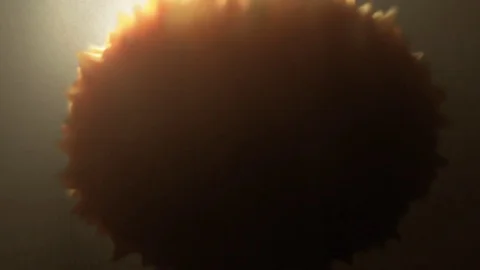 Dividing cells animation series. 스톡 동영상 74896692