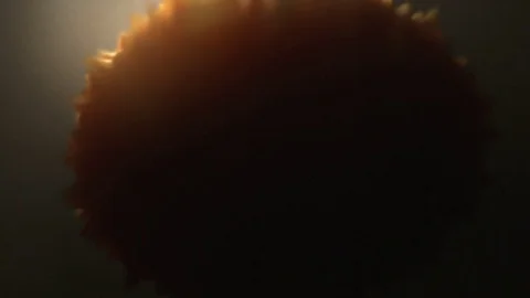 Dividing cells animation series. Stock Footage 74896708