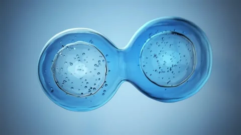 Dividing Cells Stock Footage 301652122