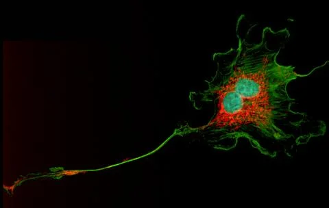 Dividing fibroblast cell Stock Illustration