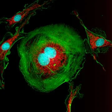 Dividing fibroblast cell Stock Illustration