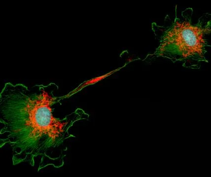 Dividing fibroblast cell Stock Illustration
