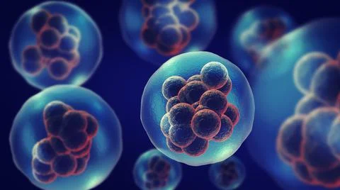 Dividing or multiplying cells or Mitosis Ilustración de archivo