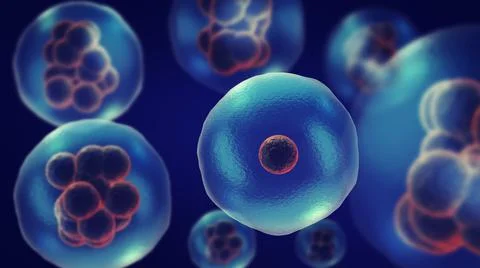 Dividing or multiplying cells or Mitosis Illustration