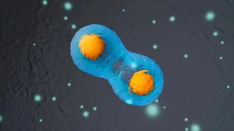 Dividing stem cells Stock Illustration