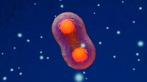 Dividing stem cells Stock Illustration