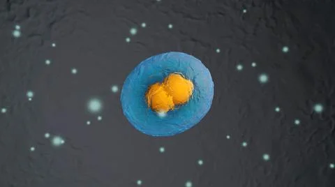 Dividing stem cells Stock Illustration