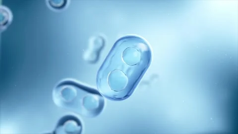 Dividing stem cells multiply, repairing damaged tissue. Stockbeeldmateriaal 344102742