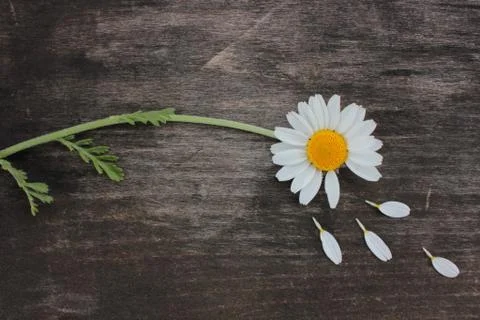 Divination on chamomile. Single daisy with torn off petals Stock Photos