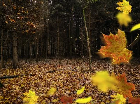 Divine dense dark fall forest with yellow colorful leaves. Autumn fall colorf 스톡 사진